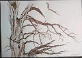brou de noix_0009